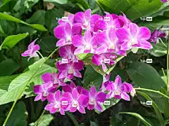 兰花 花朵 花卉背景 美丽的花朵 紫色的 自然 花壁纸 植物学