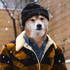 绘画参考# 男装狗狗 676767678没有人是一座孤岛e采集到柴犬