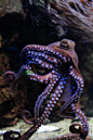 brutalgeneration:

octopus vulgaris (by Joachim S. Müller)
