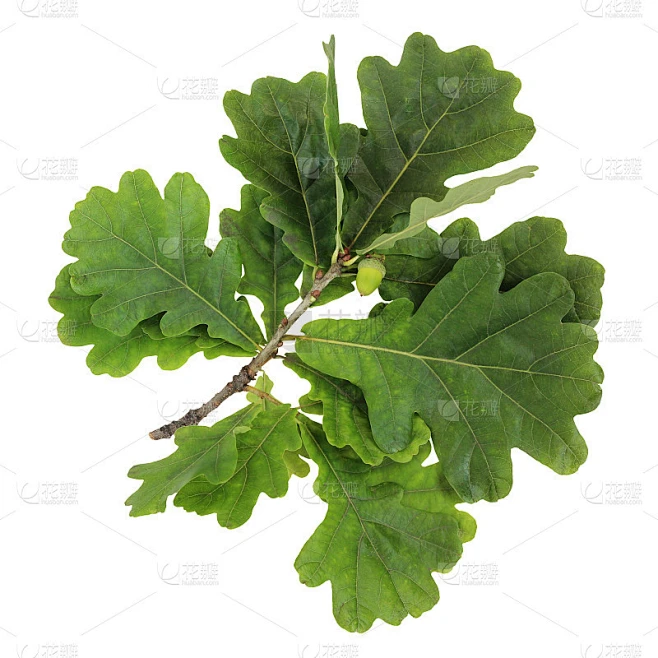 孤立的橡树枝，有绿叶和橡子。素材-花瓣网