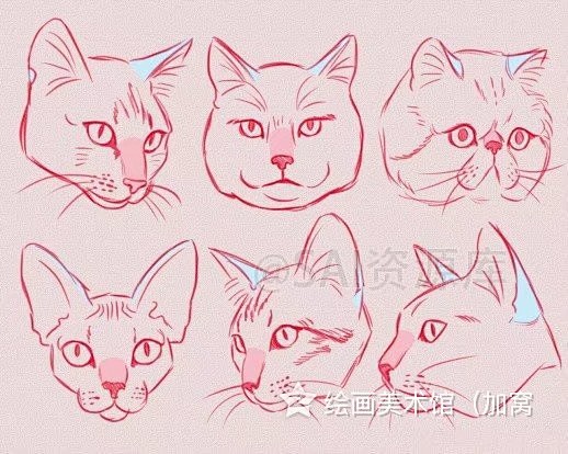 一组猫科动物画法参考
