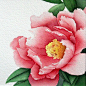 rose peony watercolor flower painting 8' x 8 archival by carolsapp, $18.00