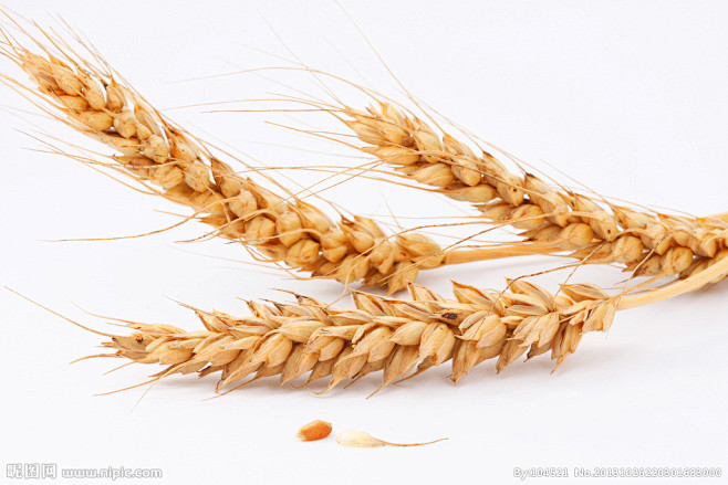 麦穗