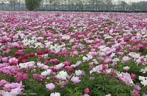 芍药花田_百度图片搜索
