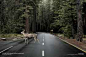 Audi: Deer