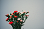 flowers, plant, carnations