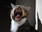 CATS - caressing the small tiger : This is a group for cat lovers - sharing your favorites cat-shots