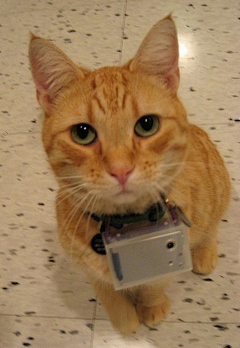 深海hly采集到一只猫的影像记录