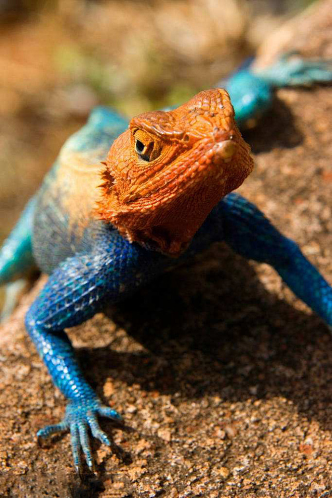 蜥蜴目鬣蜥亚目鬣蜥科肯尼亚岩鬣蜥