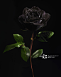 Black Rose on Black Background