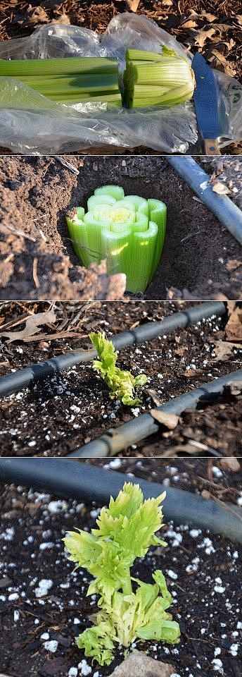 how to grow celery f...