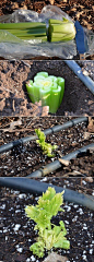 how to grow celery from scraps: 