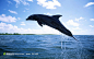 跃出水面的海豚高清桌面图片素材