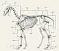 深度绘画好文！9种动物结构一目了然！_设计 : 其实动物的结构和人类的结构基本相同，只是在形状和数量上有所不同。和人类结构的不同之处是马没有锁骨，肩胛直接贴在胸骨的两侧，胸肌直接长在胸骨上。 四肢的结构也不同，马上肢的肱骨比较短，只到胸腔的位置，…