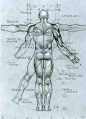 how to draw / http://www.simonebianchi.com/immagini/anatomy25_full.jpg?image_id=193