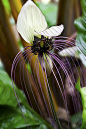 White Bat Flower