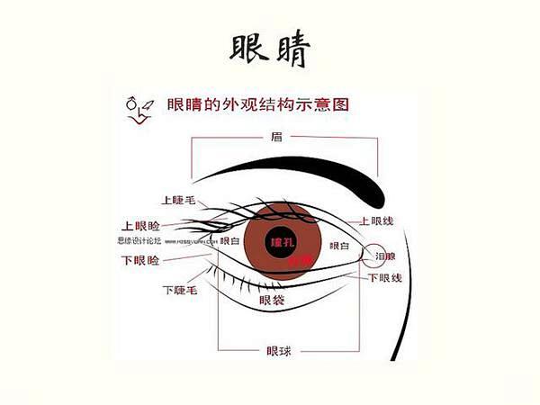 面部美学的三庭五眼-健康频道-手机搜狐