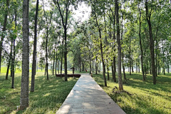 彗心呀采集到植物—林下空间、主题林、树阵、
