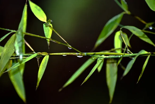 雨竹,竹叶图片下载-花瓣网