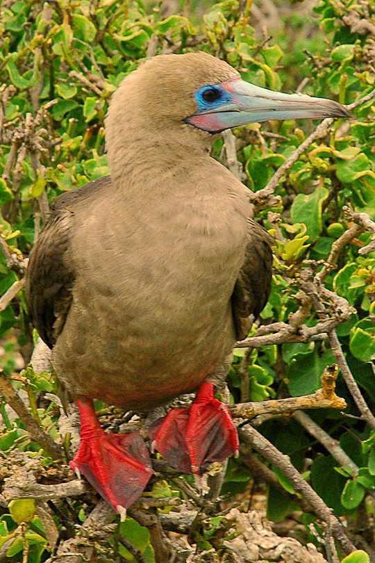 鲣鸟目鲣鸟科鲣鸟属红脚鲣鸟