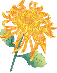 国潮手绘插画-菊花