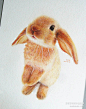 创意如此简单可爱的萌货们 - 可爱的兔子兔子和猫咪 平面插画设计艺术 （图片7张 ）原文地址：