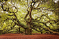 世界上最美的16棵树｜美国南卡罗来纳州的天使橡树