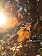 Close-Up Of Autumn Leaves On Sunny Day