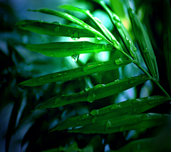 绿豆芽芽采集到花草素材