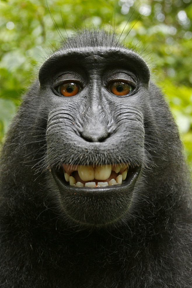 黑冠猴自拍照版权战继续:PETA将案子提...