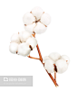 棉花植物隔离,Cotton plant flower isolated - 图虫创意-全球领先正版素材库-Adobe Stock中国独家合作伙伴