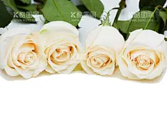  玫瑰花素材  - 源文件下载【酷图网】白玫瑰,红玫瑰,蓝玫瑰,玫瑰,鲜花,花束,爱情,庆祝,鲜艳,装饰,设计,礼物,节日,母亲节,情人节,女朋友,爱人,花瓣,植物,浪漫,春天,夏天,壁纸,玫瑰花,素材,花卉背景,摄影,生物世界,花草,手绘鲜花,手绘花朵,花,花朵,花卉,绿植,花草树木,盆栽,绿叶,绿草,树叶,免扣素材,