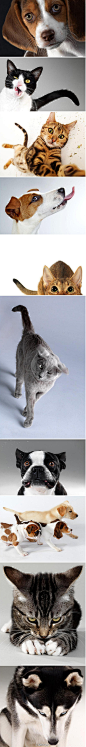 [] 摄影发烧友【有趣的宠物摄影】 美国摄影师莱内特·纽厄尔（Lennette Newell）提供给我们一些令人捧腹的宠物照片。在这一组有趣的宠物图片中，你会看到动物真正滑稽的面孔，丰富、活力四射的姿态。莱内特·纽厄尔是位成功的商业化的摄影家，擅长拍摄具有生活色彩的动物和人物。来自:新浪微博