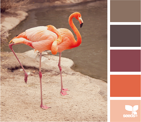 flamingo hues