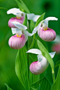 Showy Ladyslippers in Eshqua Bog, Woodstock, Vermont