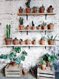 Cactus verzameling tegen onbewerkte industriële muur: 