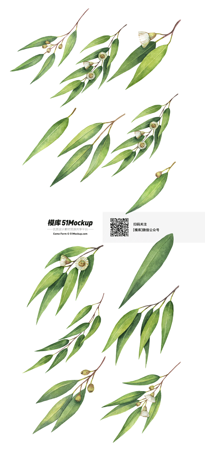 手绘水彩清新绿色叶子桉树枝树叶鲜花EPS...