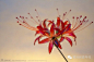 『发簪，美到让人无法呼吸』日本艺术家Sakae却用他的神乎其技借来了自然造物的韵味。无论是桔梗、牡丹、樱花或者翩然起舞的蝴蝶，都是细节丰富、栩栩如生，薄琉璃般的材质发出着淡淡珠光，让这些花簪更显娇美。现在就一起来细细欣赏下吧！（11）