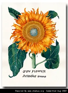 芒果工作室的插画画廊展厅