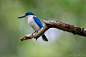 Collared Kingfisher by Harprit Singh on 500px