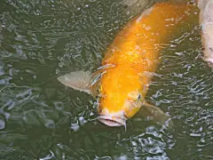 可爱的鲤鱼高清壁纸桌面壁纸4