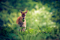 探访大自然摄影：阳光中的鹿
