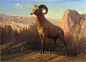 【Albert Bierstadt (1830-1902)】Bierstadt_Albert_A_Rocky_Mountain_Sheep_Ovis_Montana