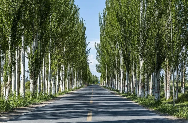公路两边的白杨树图片下载