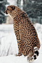 sitoutside:


Snow Cheetah


by  [Deadboxrunner] 
