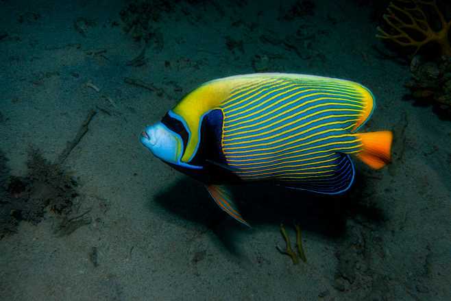 emperorangelfishimperatorkaiserbywolfgangpronaion500px