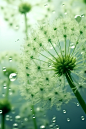 geomyidae_Floating_bubbles_light_green_dandelions_Bright_and_tr_c1ca4653-5a0c-41d9-a6c1-6ae73b212e14