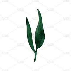 可爱的手绘森林树叶在树枝上。水彩插画叶子为婚礼装饰和安排。