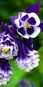 Aquilegias aka Columbine the flower can only truely be appreciated by looking up close, it has (barley visable to the eye) translucent petals in the center, so delicate you know...   there is a  God.: 