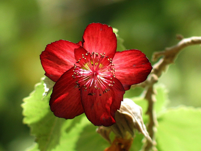 全部尺寸 | Abutilon menz...